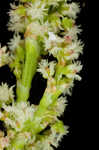 Common sheep sorrel